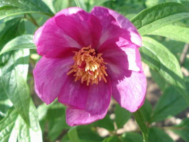 Paeonia mairei