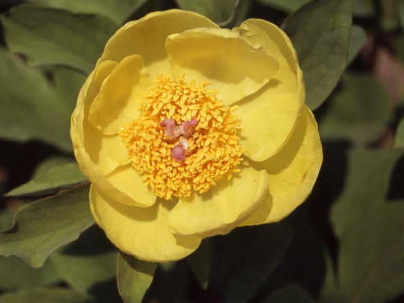 Paeonia mlokosewitschii