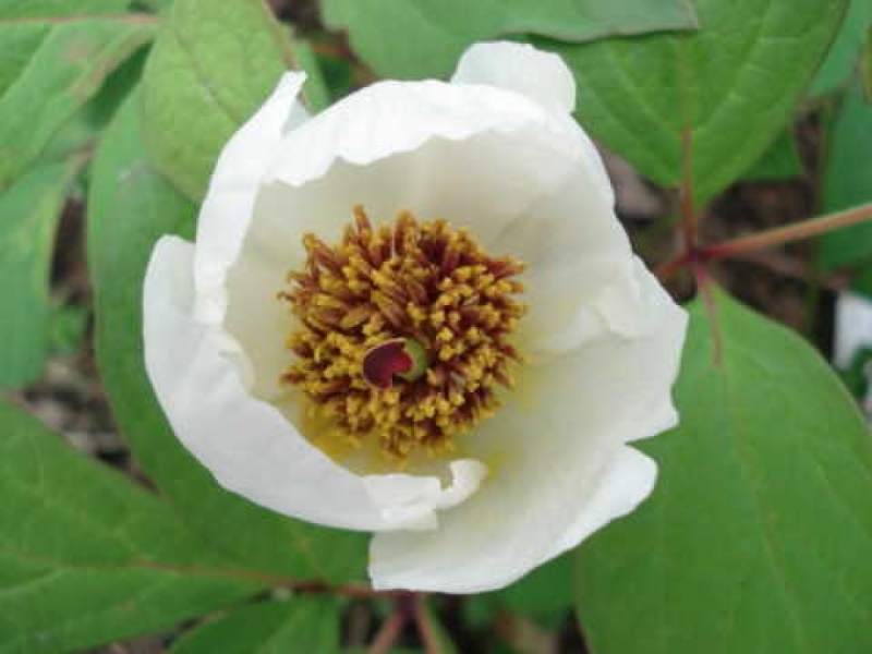 Paeonia obovata