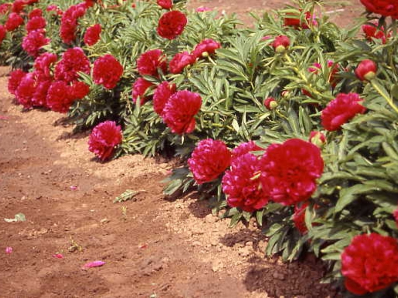 Paeonia officinalis 'Rubra Plena'