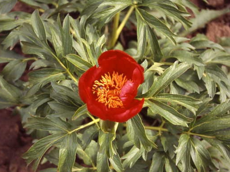 Paeonia peregrina 'Romanica'