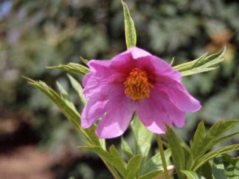 Paeonia veitchii