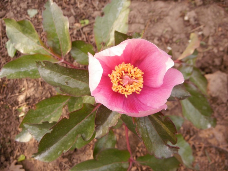 Paeonia cambesedesii