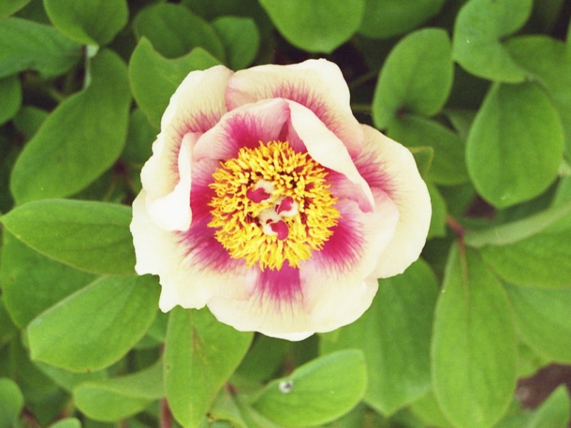 Paeonia x Chamaeleon 1