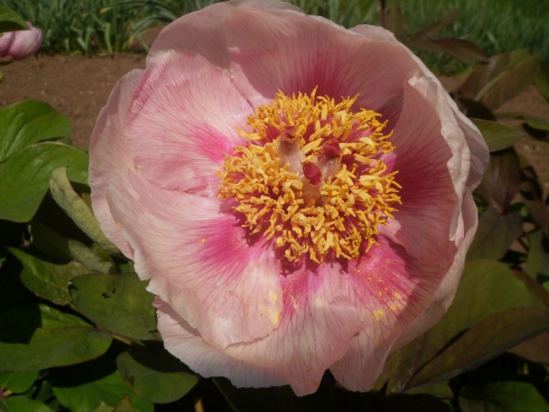 Paeonia daurica