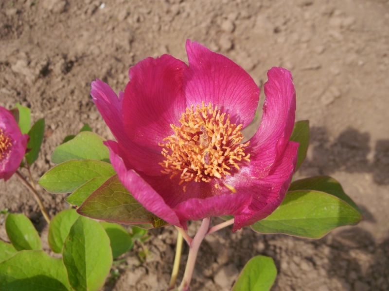 Paeonia mascula
