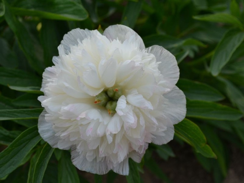 Paeonia officinalis 'Alba Plena'