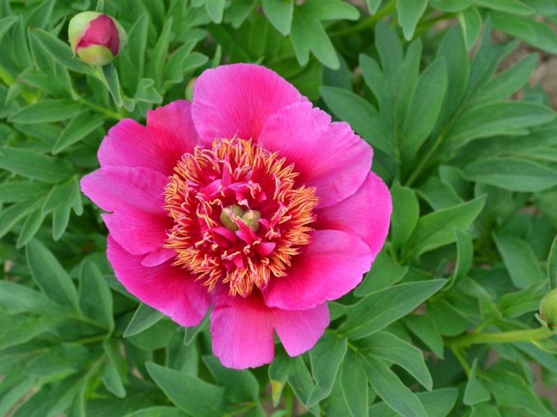 Paeonia officinalis 'Aemaneflora Rosea'