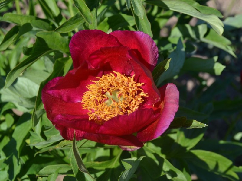 Paeonia officinalis 'J.C. Weguelin'