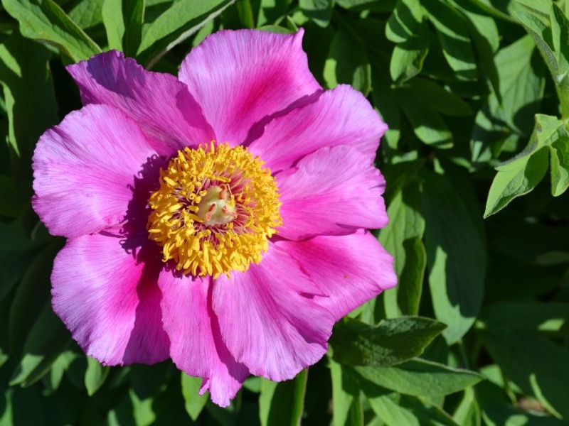 Paeonia officinalis 'Mollis'