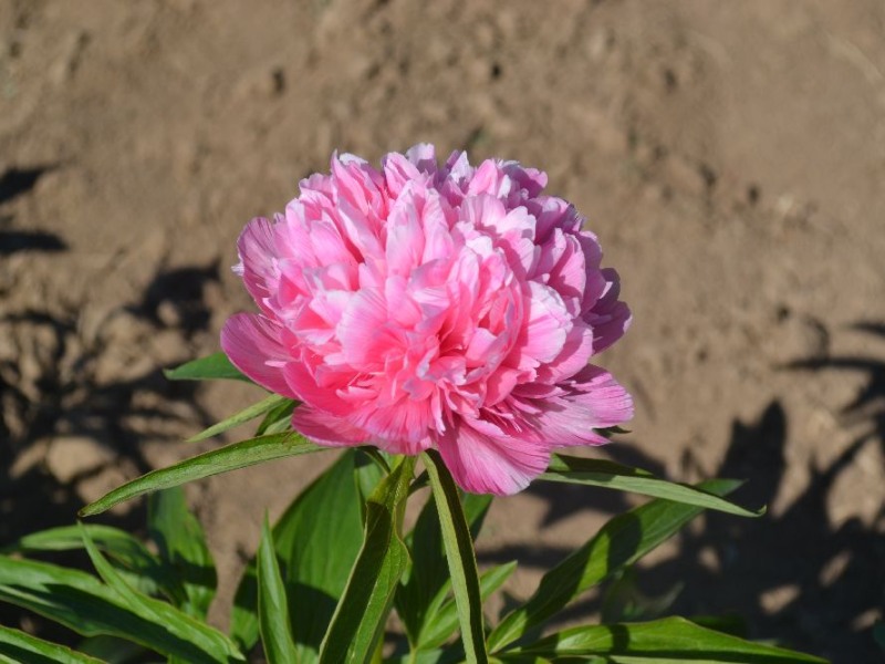 Paeonia officinalis 'Mutabilis Plena'