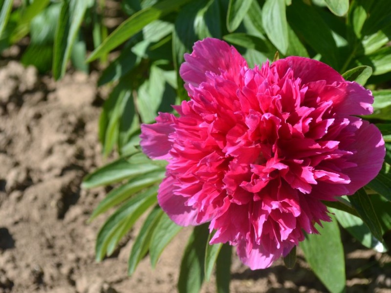 Paeonia officinalis 'Rosea Plena'