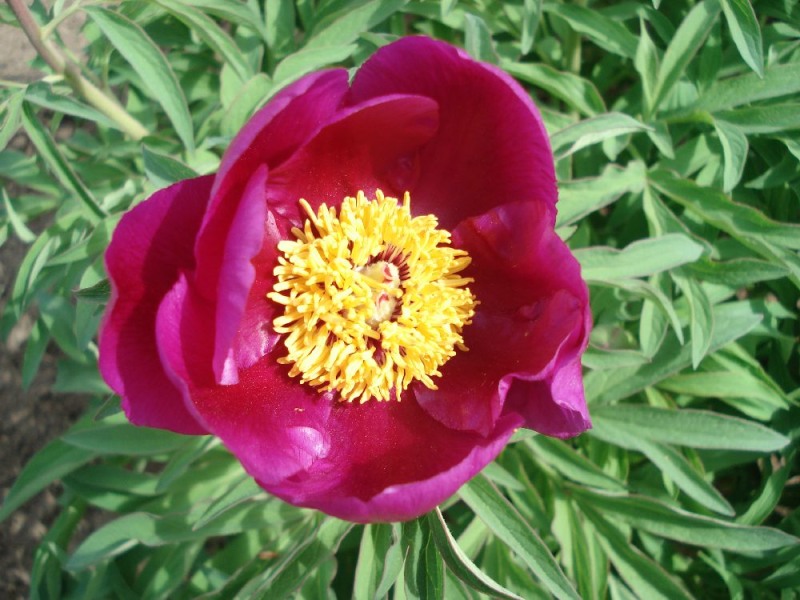 Paeonia officinalis