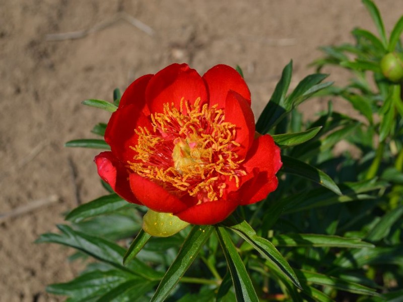Paeonia peregrina 'Otto Froebel'