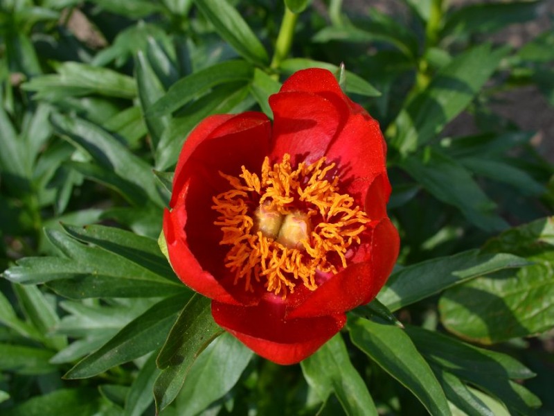 Paeonia peregrina 'Sunshine'