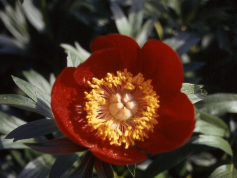 Paeonia peregrina