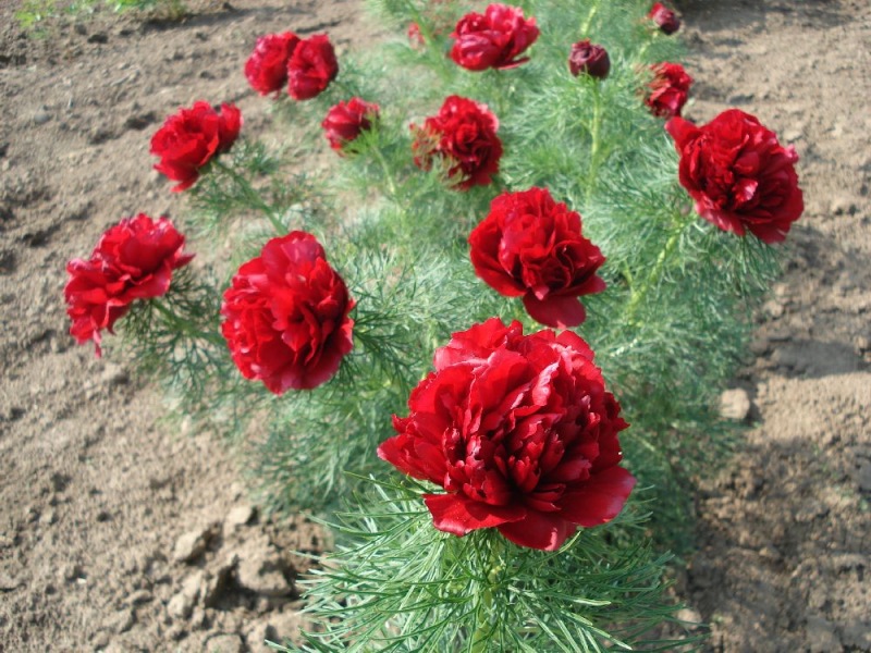 Paeonia tenuifolia 'Rubra Plena'