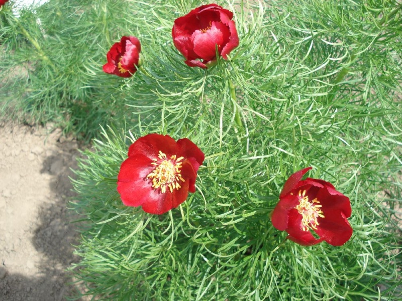 Paeonia tenuifolia