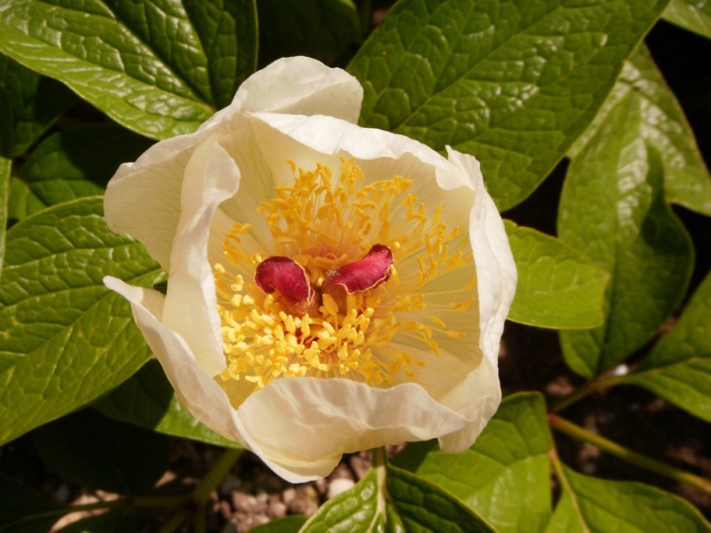 Paeonia wittmanniana var. macrophylla