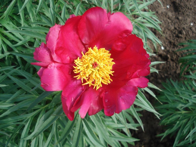 Paeonia x Smouthii