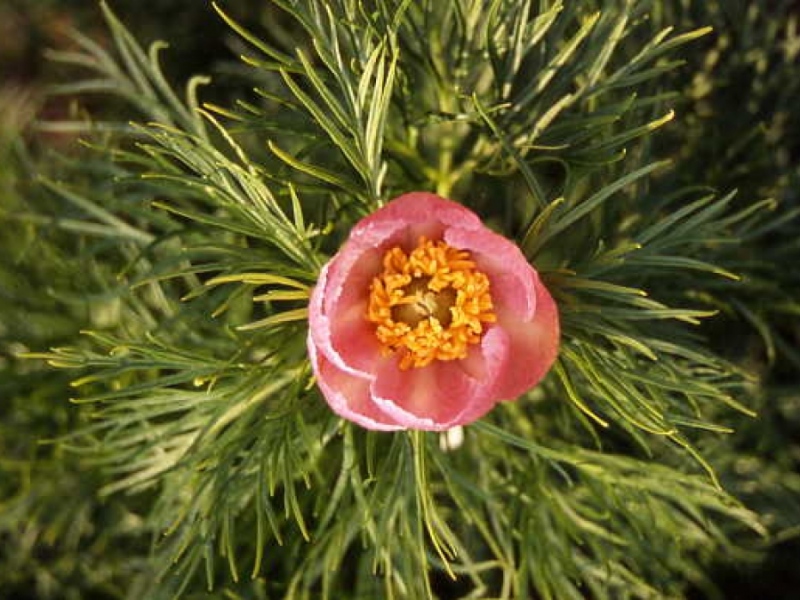 Paeonia tenuifolia  'Rosea'