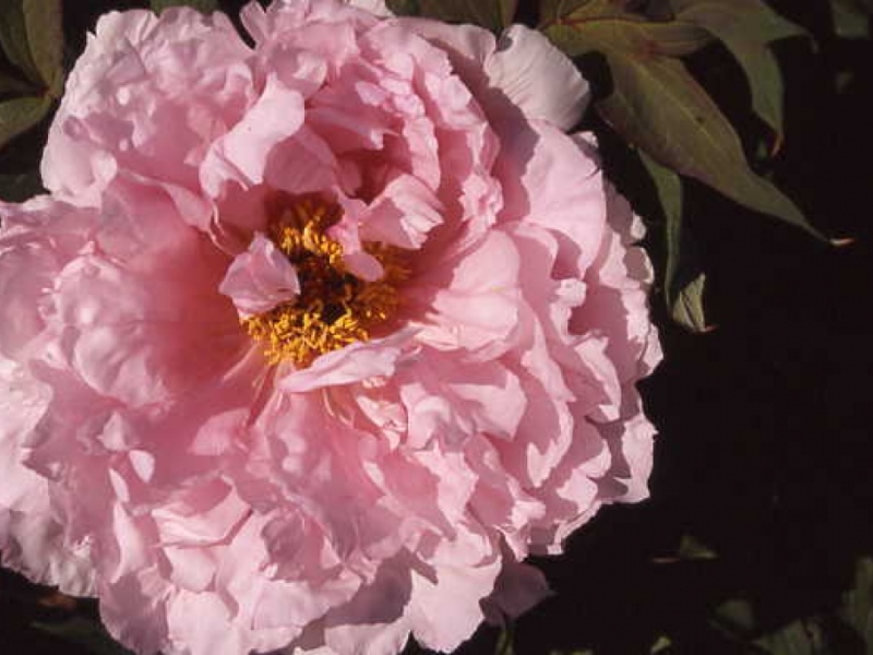 Goshozakura