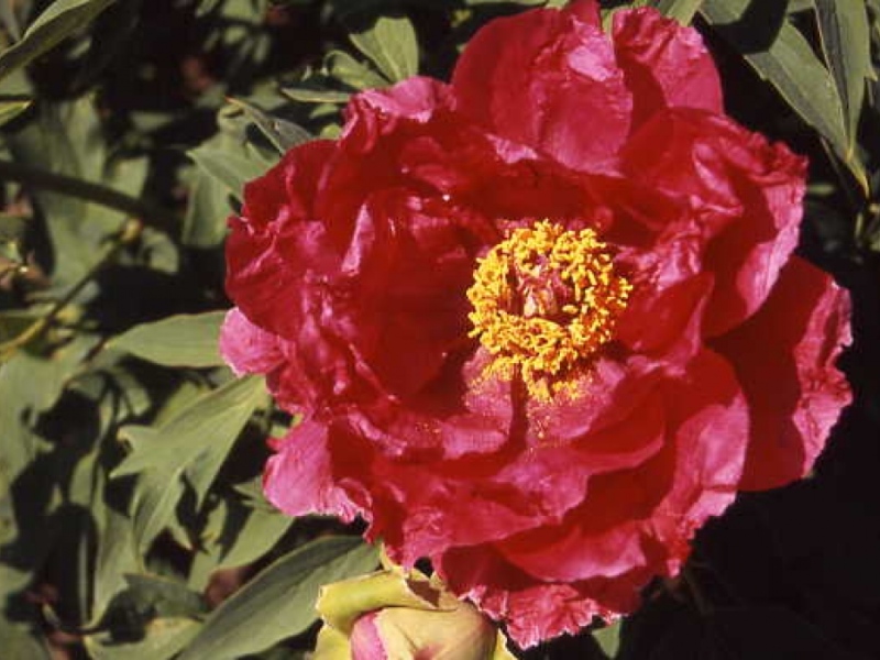 Shin Jitsugetsunishiki