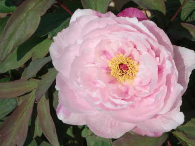 Tamafuyo