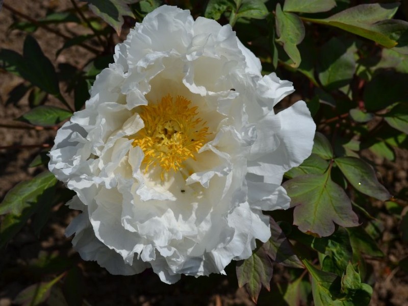 Godaishu