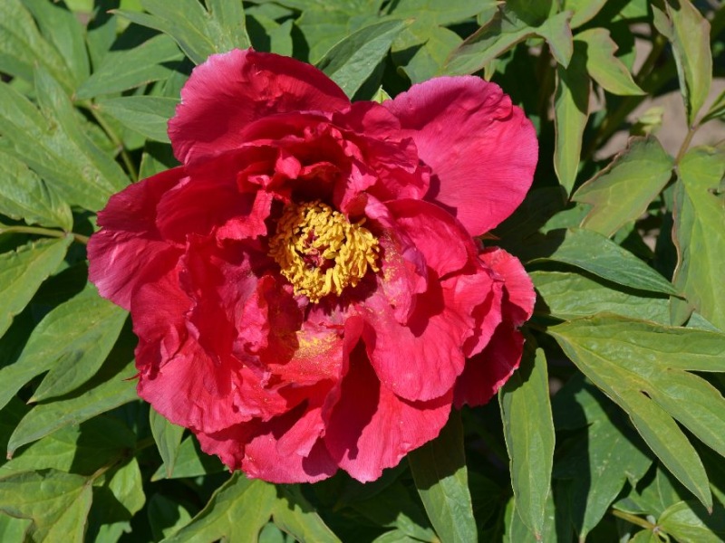 Jitsugetsu Nishiki