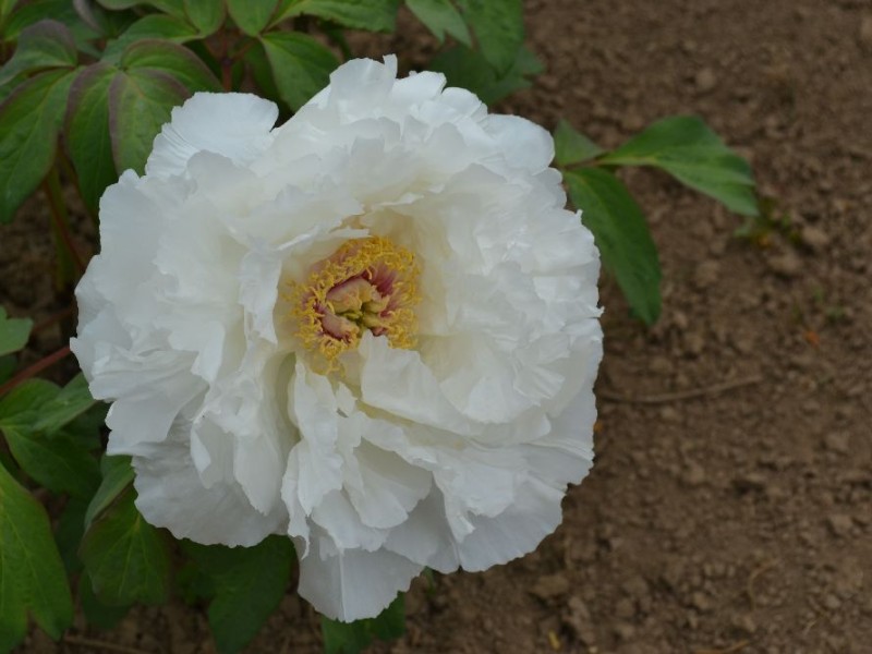 Meikoho