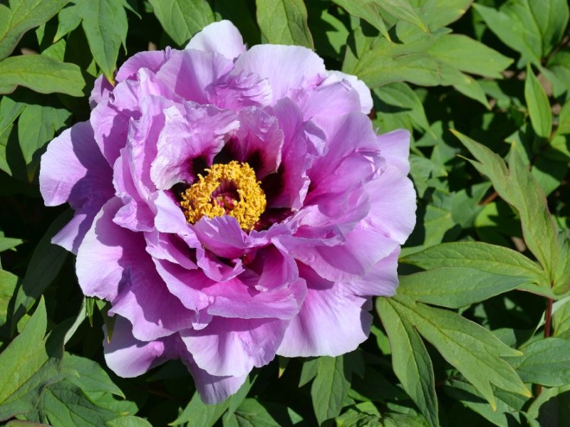 Ofujinishiki