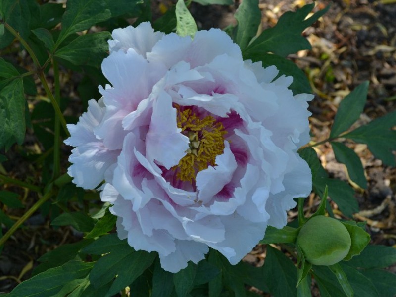 Saygio Sakura