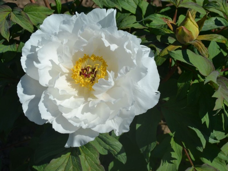 Shimane Hakugan