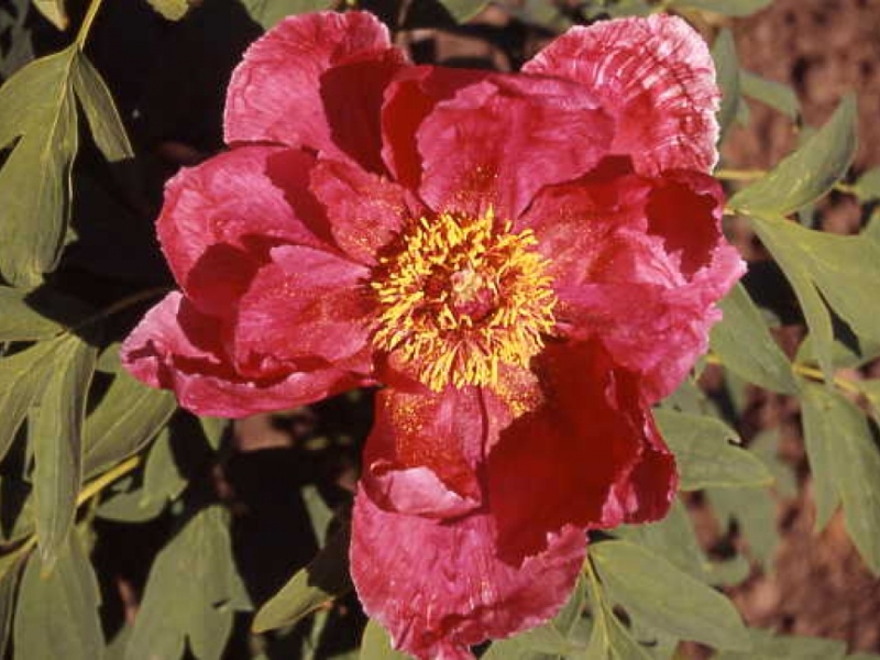 Naniwa Nishiki