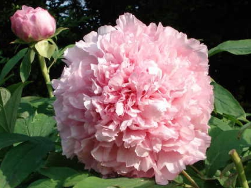 Comtesse de Tuder