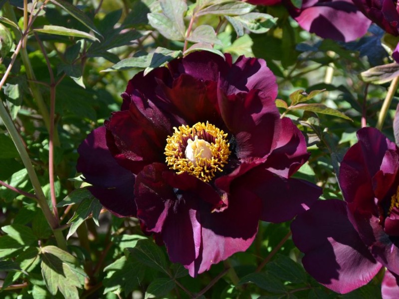 Schwarzer Rabe