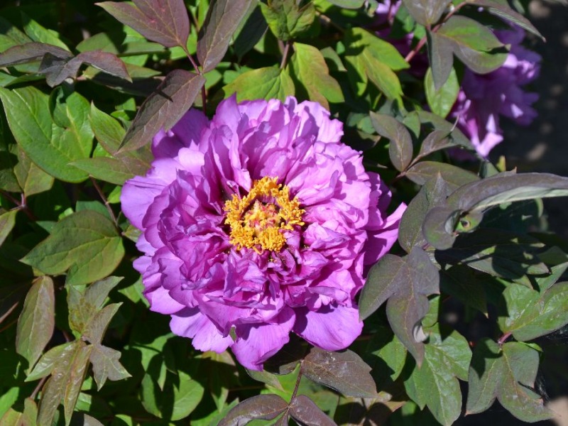 Zuchau Violett R 55