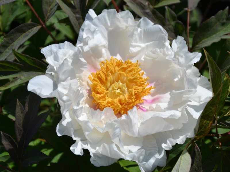 Blanche du Bollwerk