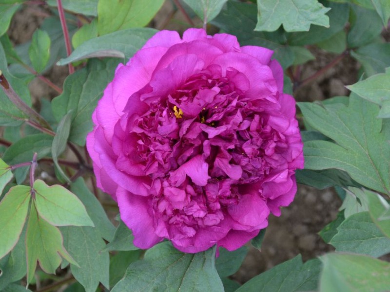Souvenir de Ducher