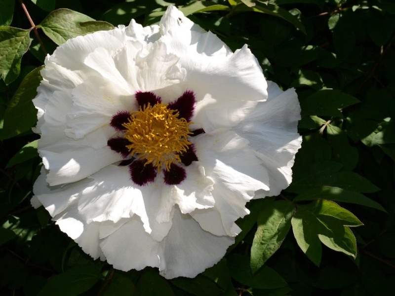 Weißer Schmetterling
