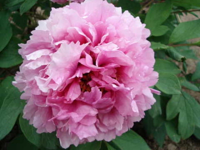 Duc de Massino