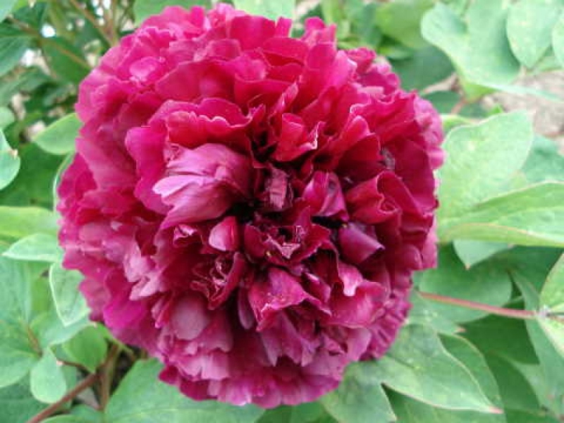Reine des Violettes