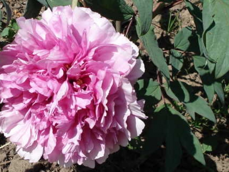 Souv.de Mme.Knorr
