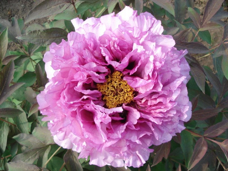 Baron Thyssen Bornemisza