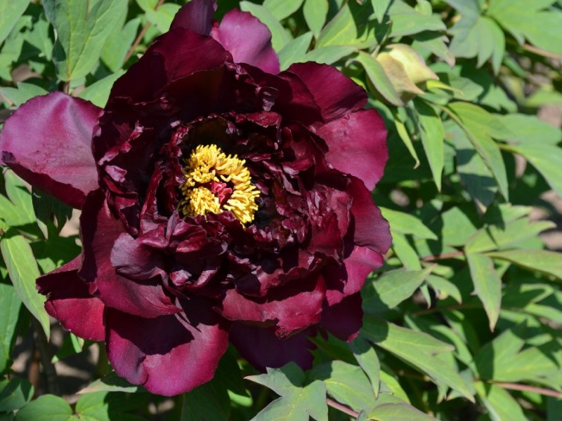 Burgundy Wine