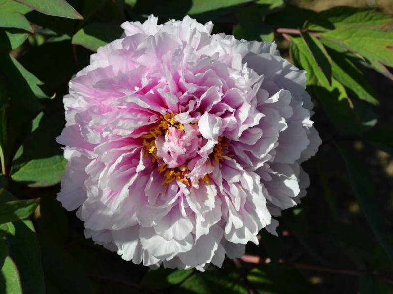 Duchesse de Morny