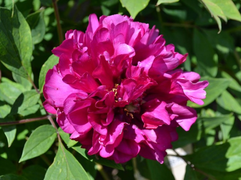 Georges Paul