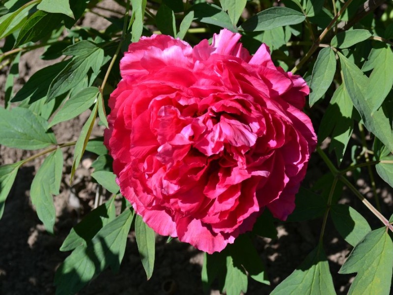 Mme. Andre Devillers
