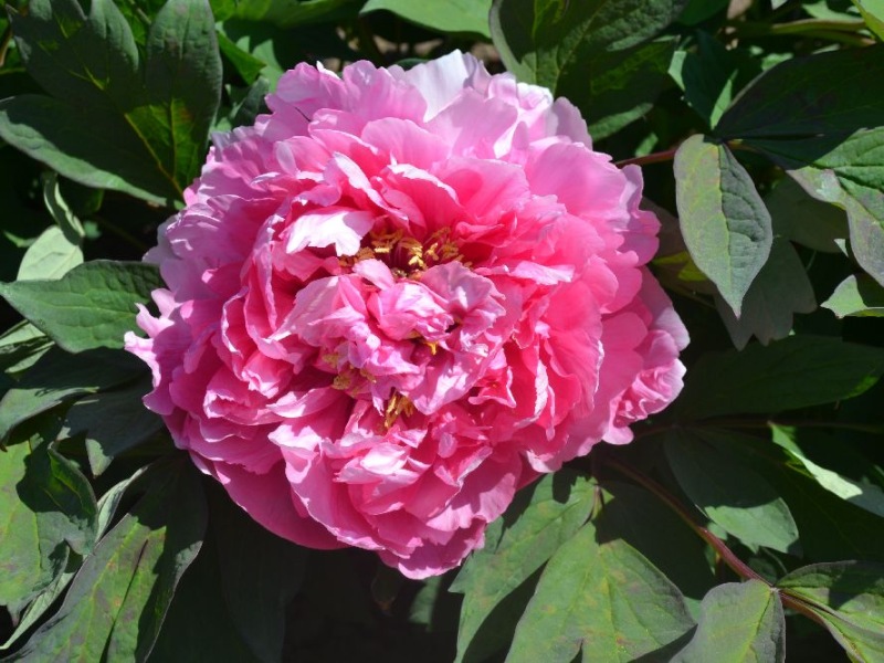 Mme. Stuart Lowe
